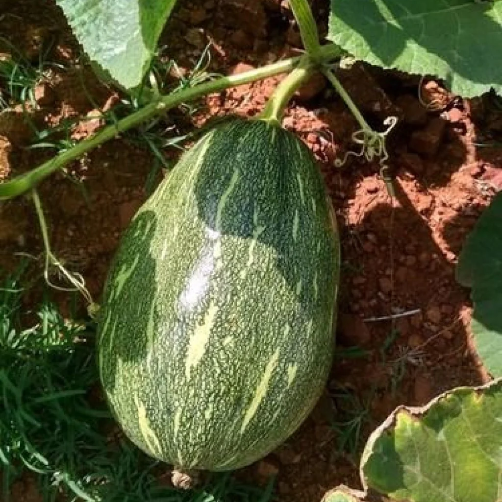 image_not_found