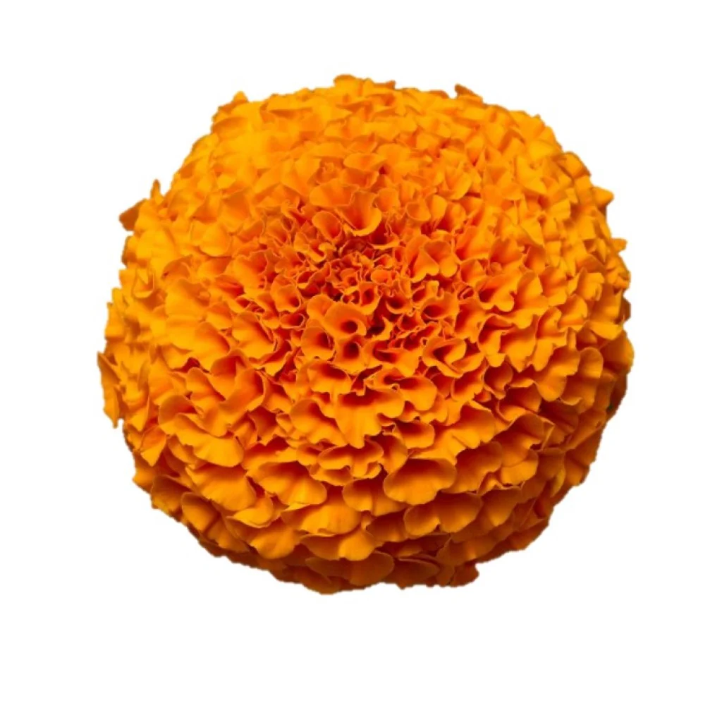 image_not_found
