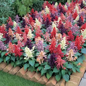 Salvia Dwarf Reddy Formula Mixed (Hybrid)