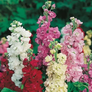 Stock DBL Mixed - Flower Seeds