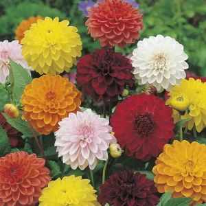 Dahlia Double Mixed - Flower Seeds
