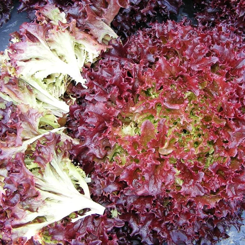Lettuce Lolla Rossa - Vegetable Seeds - Image 3