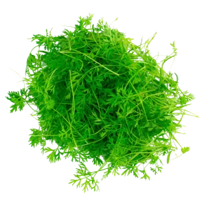 Carrot - Micro green Seeds