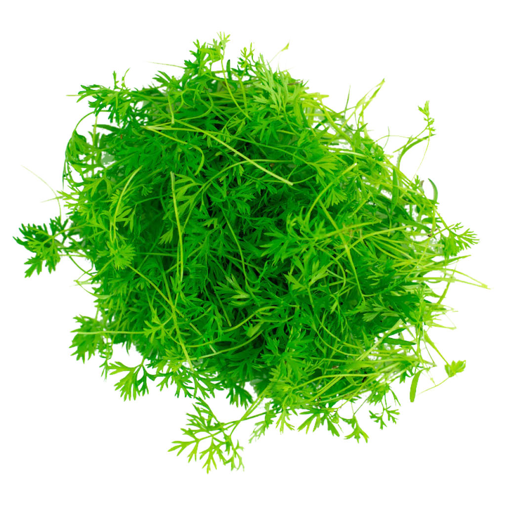 Carrot - Micro green Seeds