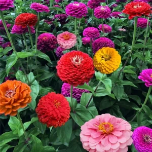 Zinnia Yoga Mixed - Flower Seeds