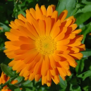 Calendula Beauty Mix -Flower Seeds