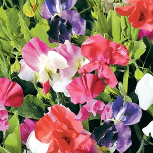 Sweet Pea Little Sweetheart Mix - Flower Seeds