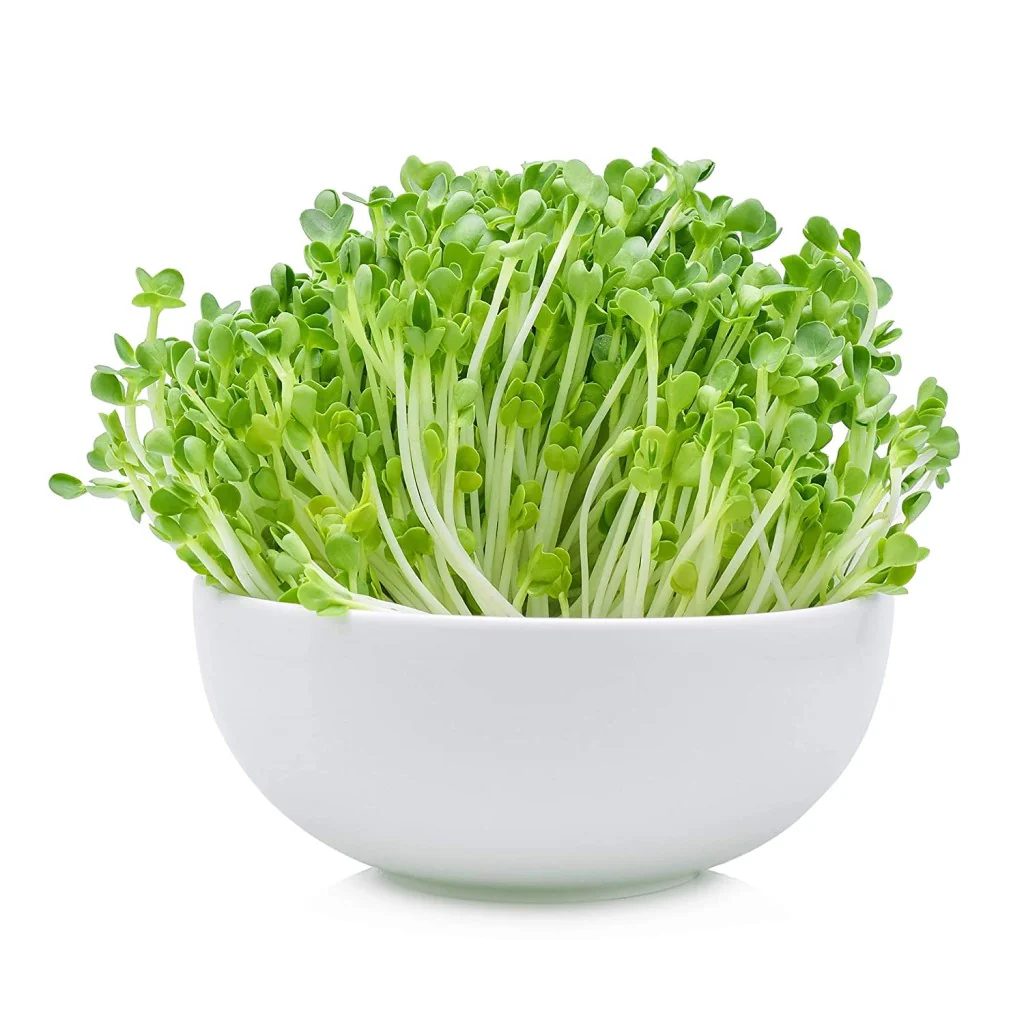Arugula - Micro green Seeds - Image 3
