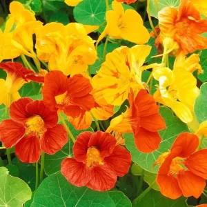 Nasturtium Variegated Mixed -Flower Seeds