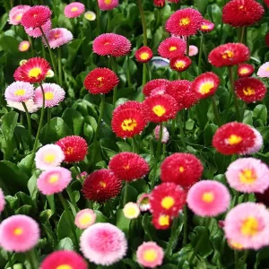 Daisy Dbl. Flowered Mixed - Flower Seeds