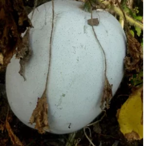 Ash Gourd Seeds 103-Imported