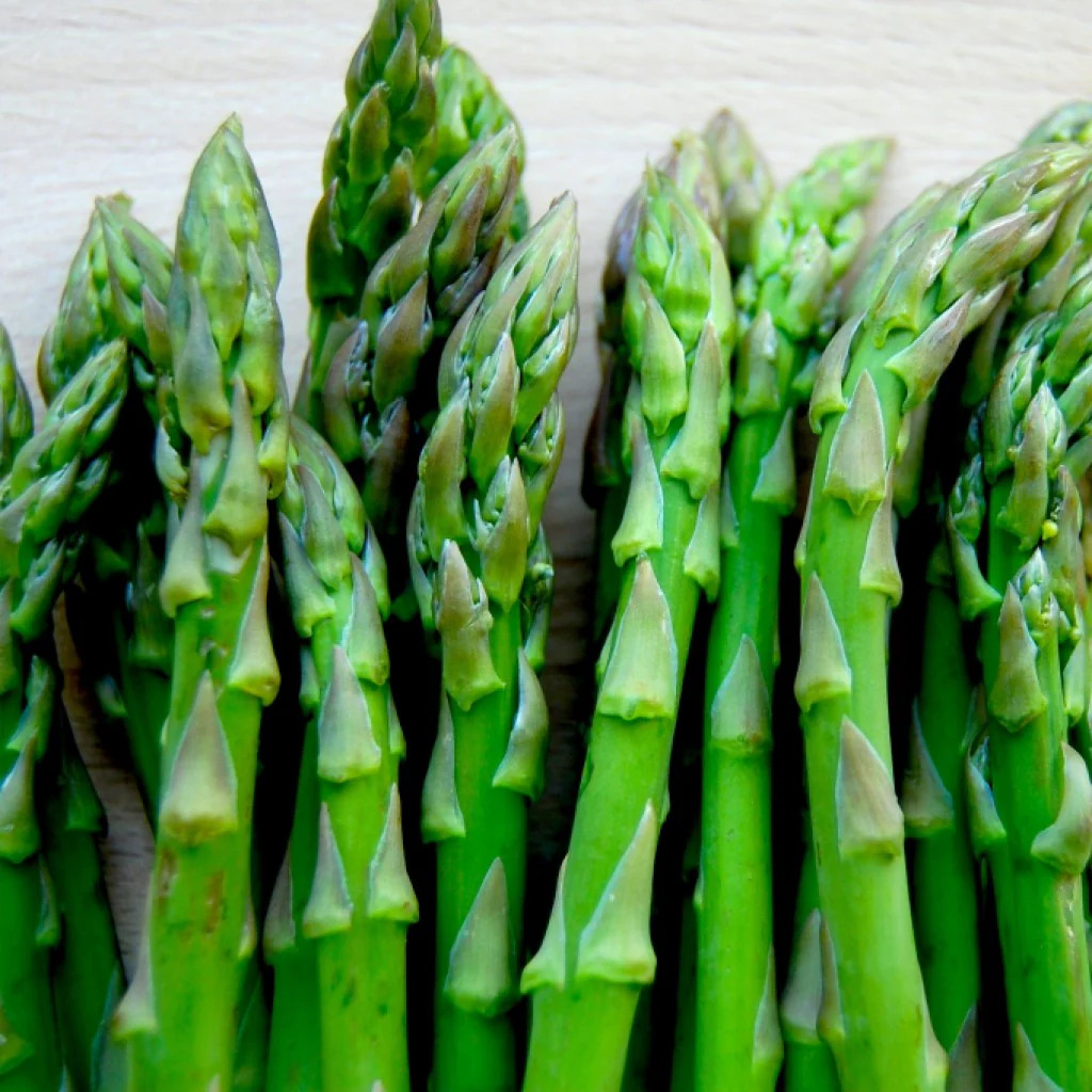 Asparagus Seeds Large Leaf - Image 3