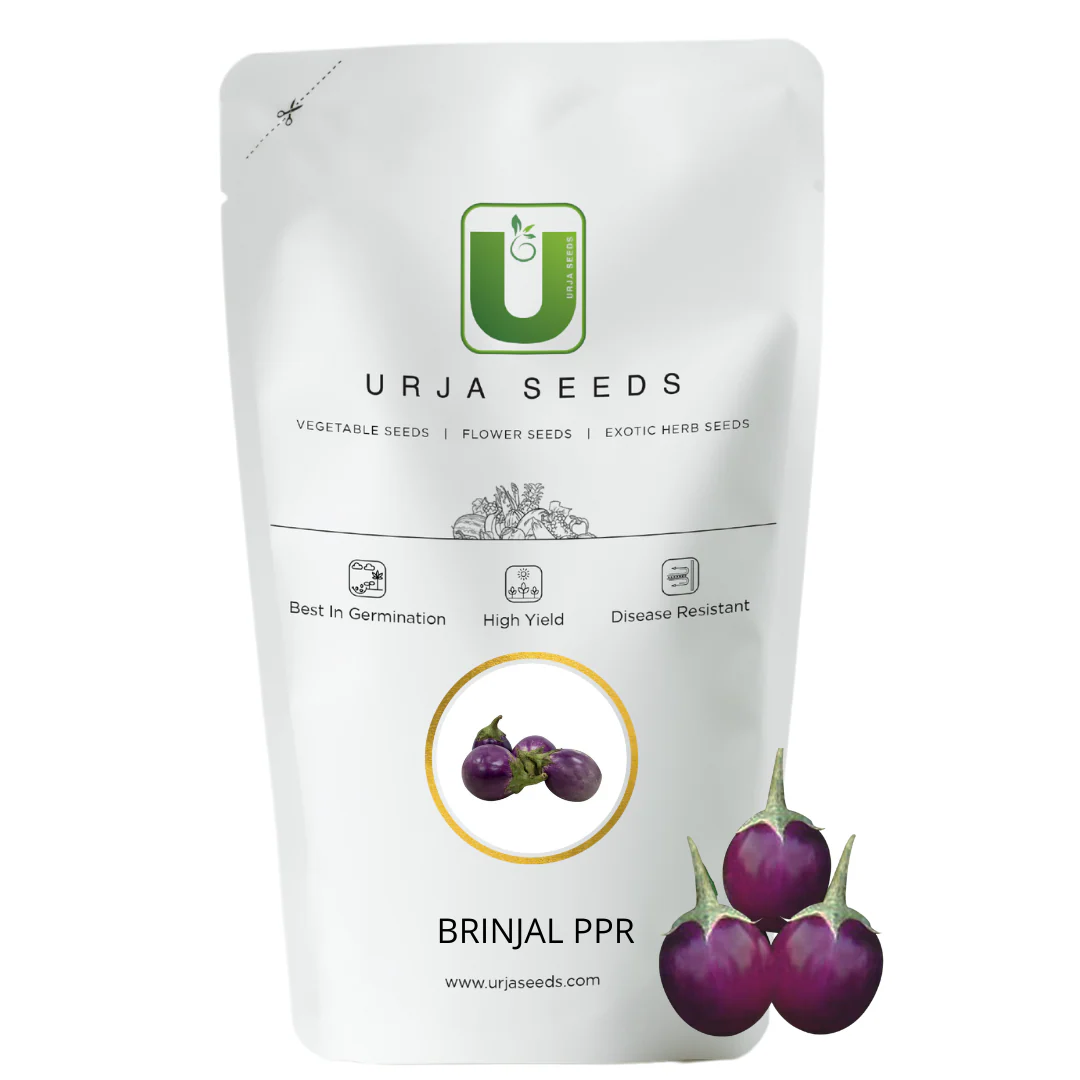 Brinjal Seeds F-1 Hybrid US-3233 (Round Purple) - Image 2
