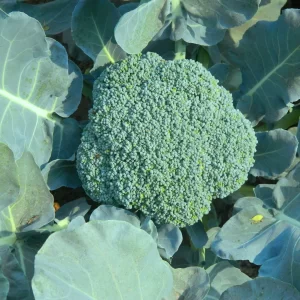 Broccoli Seeds F-1 Hybrid Festive