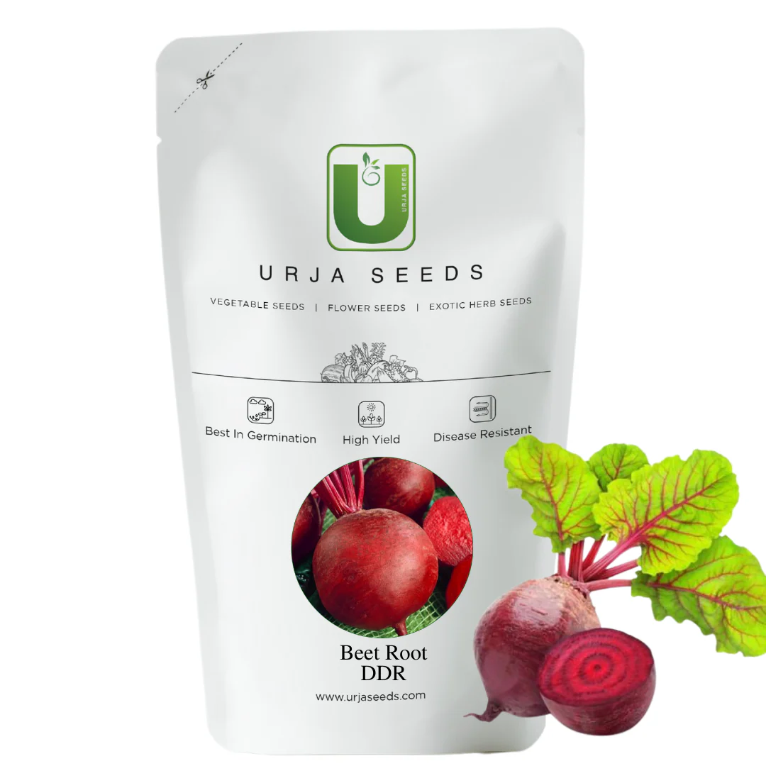 Beetroot Seeds- Ruby Queen - Image 3