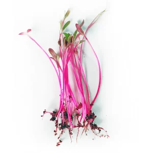 Beet Root Bull's Blood Micro green Seeds