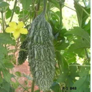 Bittergourd Seeds F1 Hybrid- US 8848