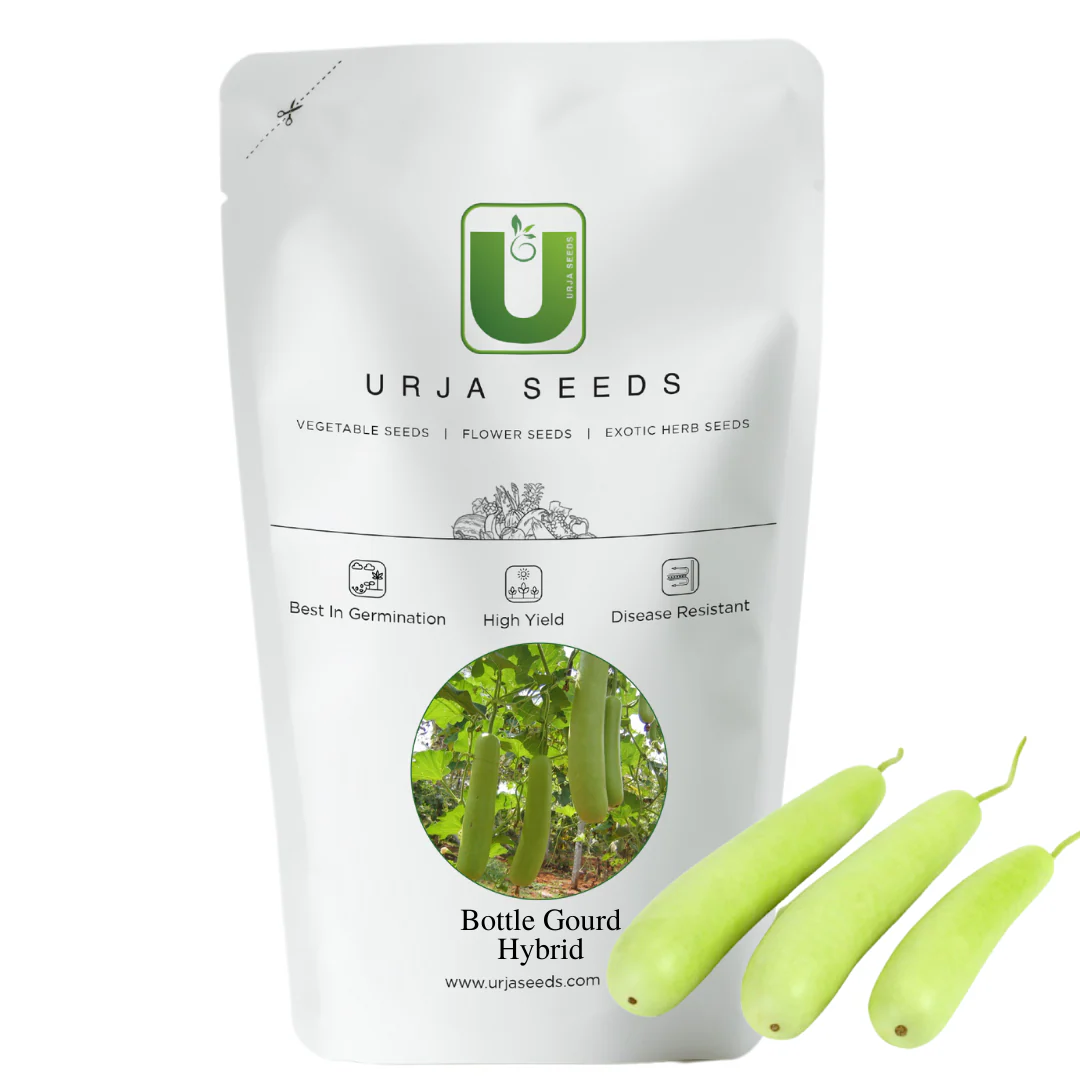 Bottle Gourd Seeds F-1 Hybrid US 345 (Gutka Type) - Image 2