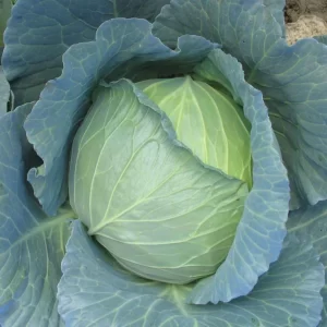 Cabbage Seeds F-1 Hybrid US-47