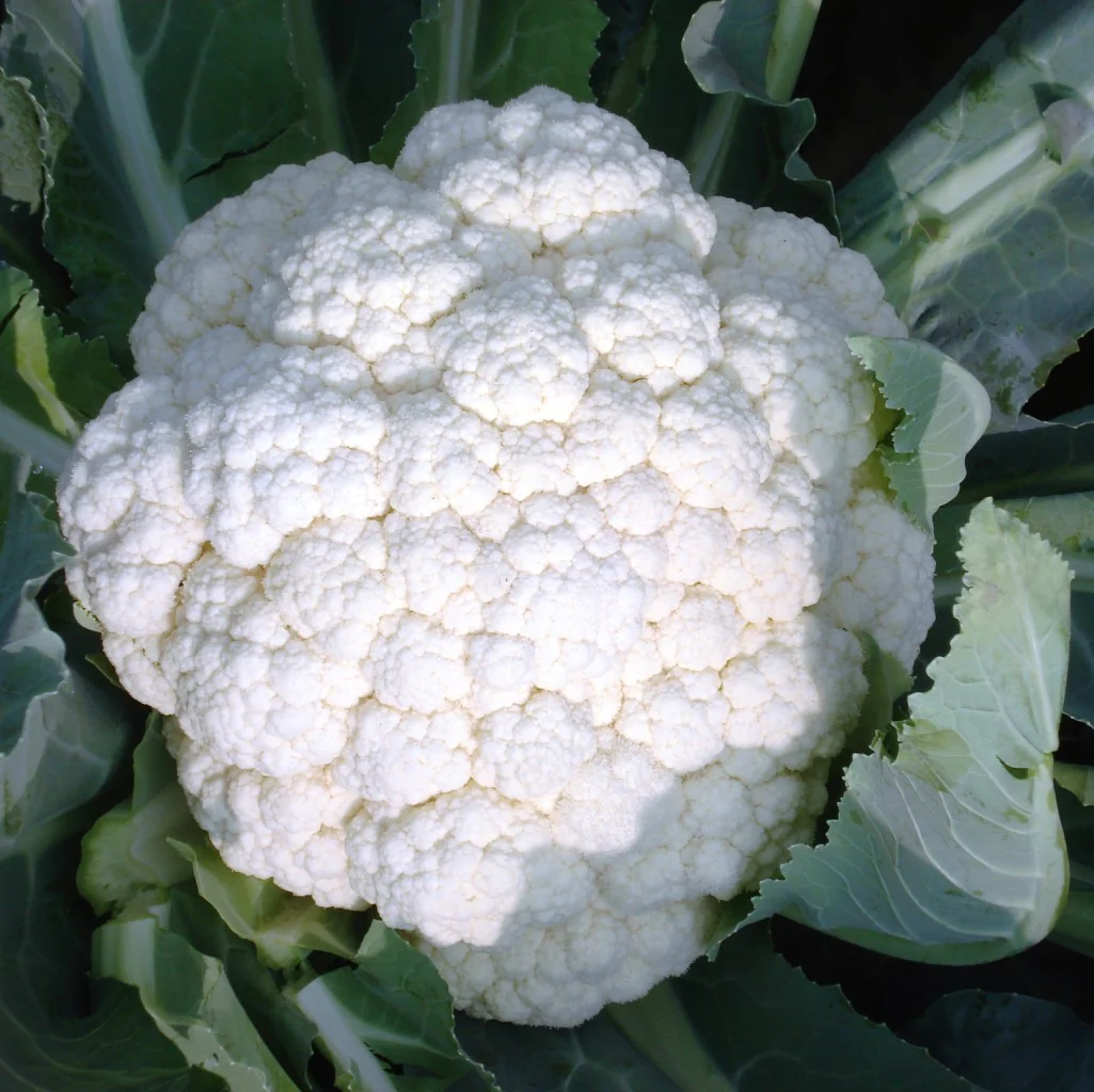 Cauliflower Seeds Amex - Image 3