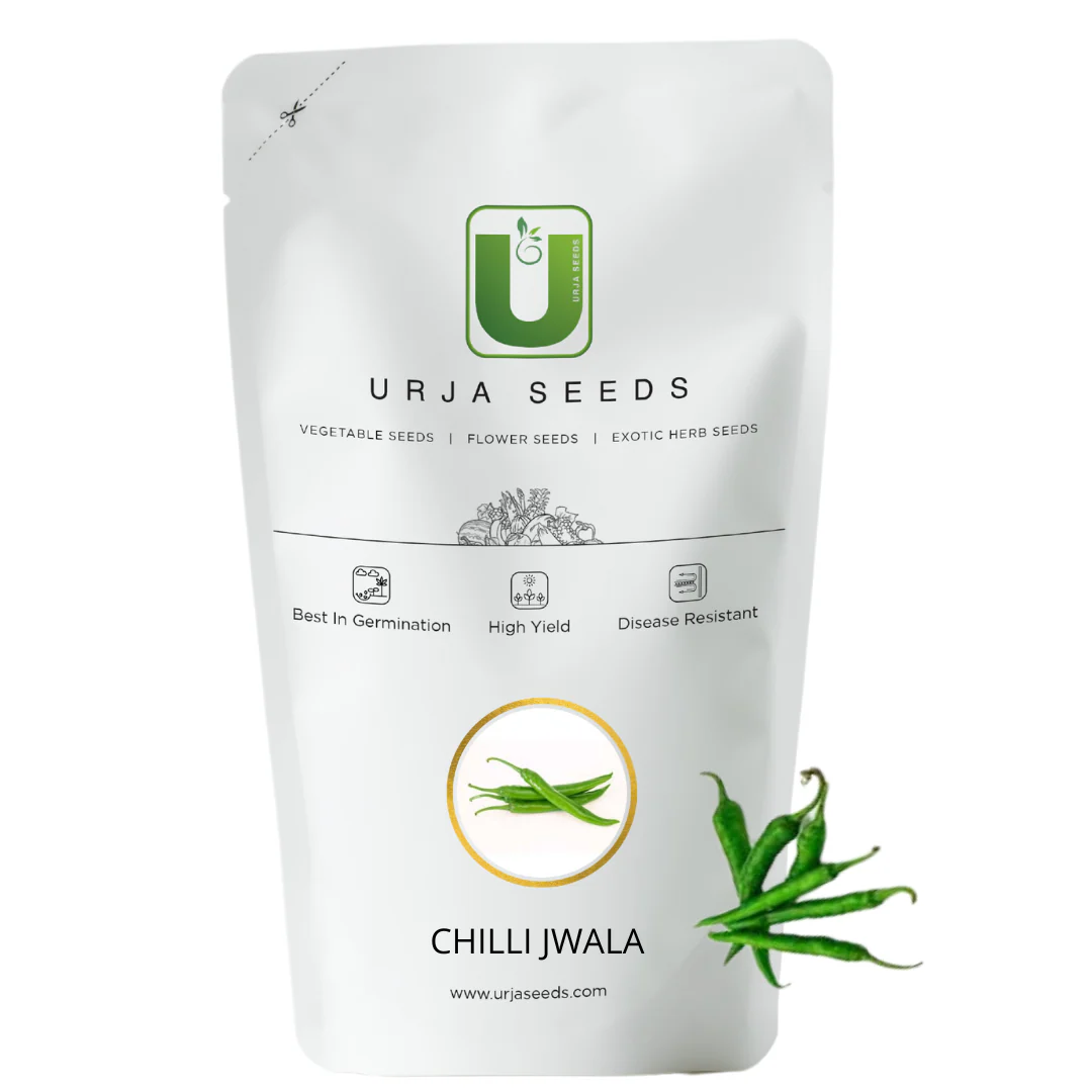 Chilli Seeds Jwala - Image 2