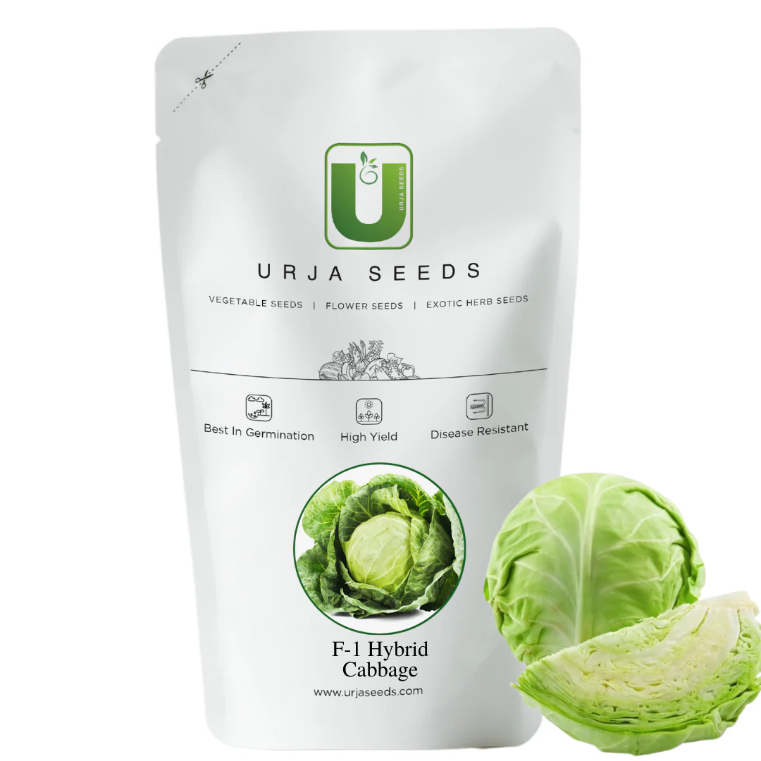 Cabbage Seeds F-1 Hybrid Stella - Image 2