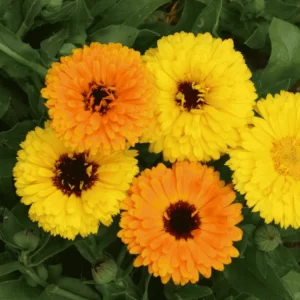Calendula F.G.Double Mixed - Flower Seeds