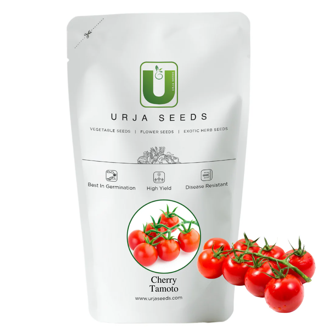 Cherry Tomato Seeds F-1 Hybrid - Image 2