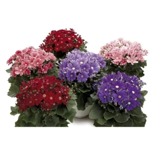 Cineraria Masterpiece Mixed (Hybrid) - Flower Seeds