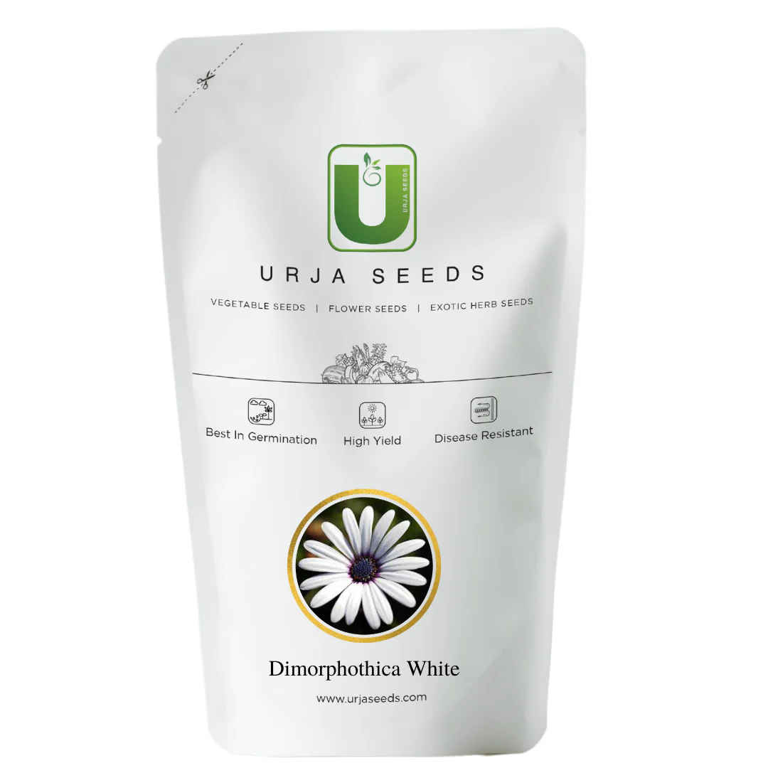 Dimorphothica White Flower Seeds - Image 2