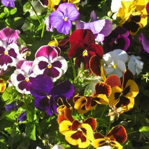 Pansy Velvet Mixed - flower seeds