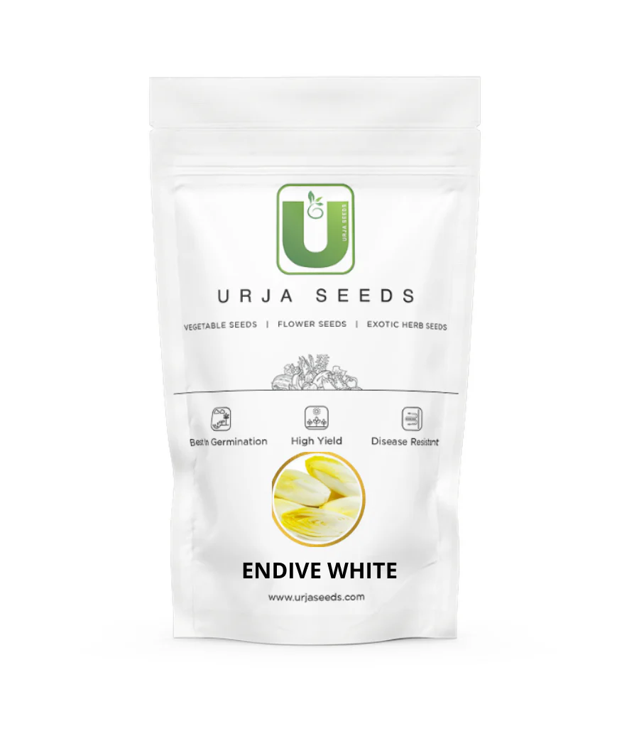 Endive White - Image 2