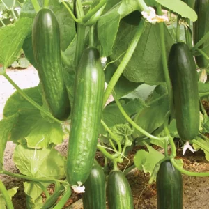 Cucumber Seeds F-1 Hybrid Bella (Poly-House Variety)