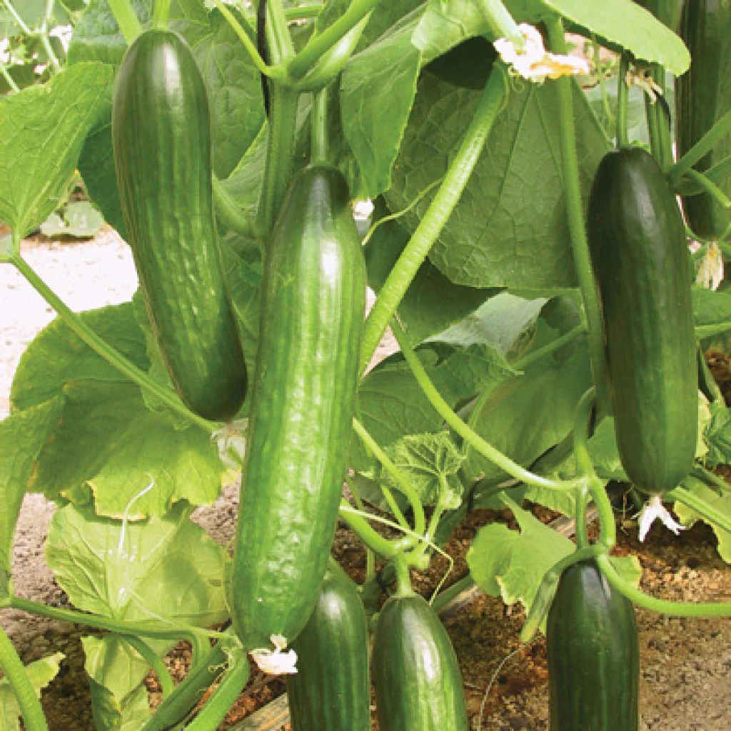 Cucumber Seeds F-1 Hybrid Bella (Poly-House Variety)