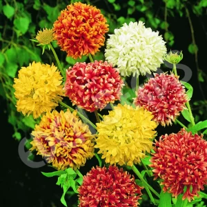 Gaillardia Double Mixed - Flower Seeds