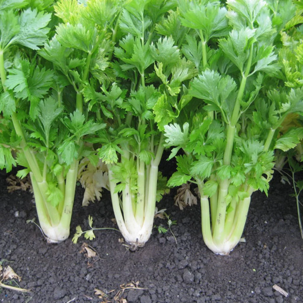 Celery Self Blanching - Image 2