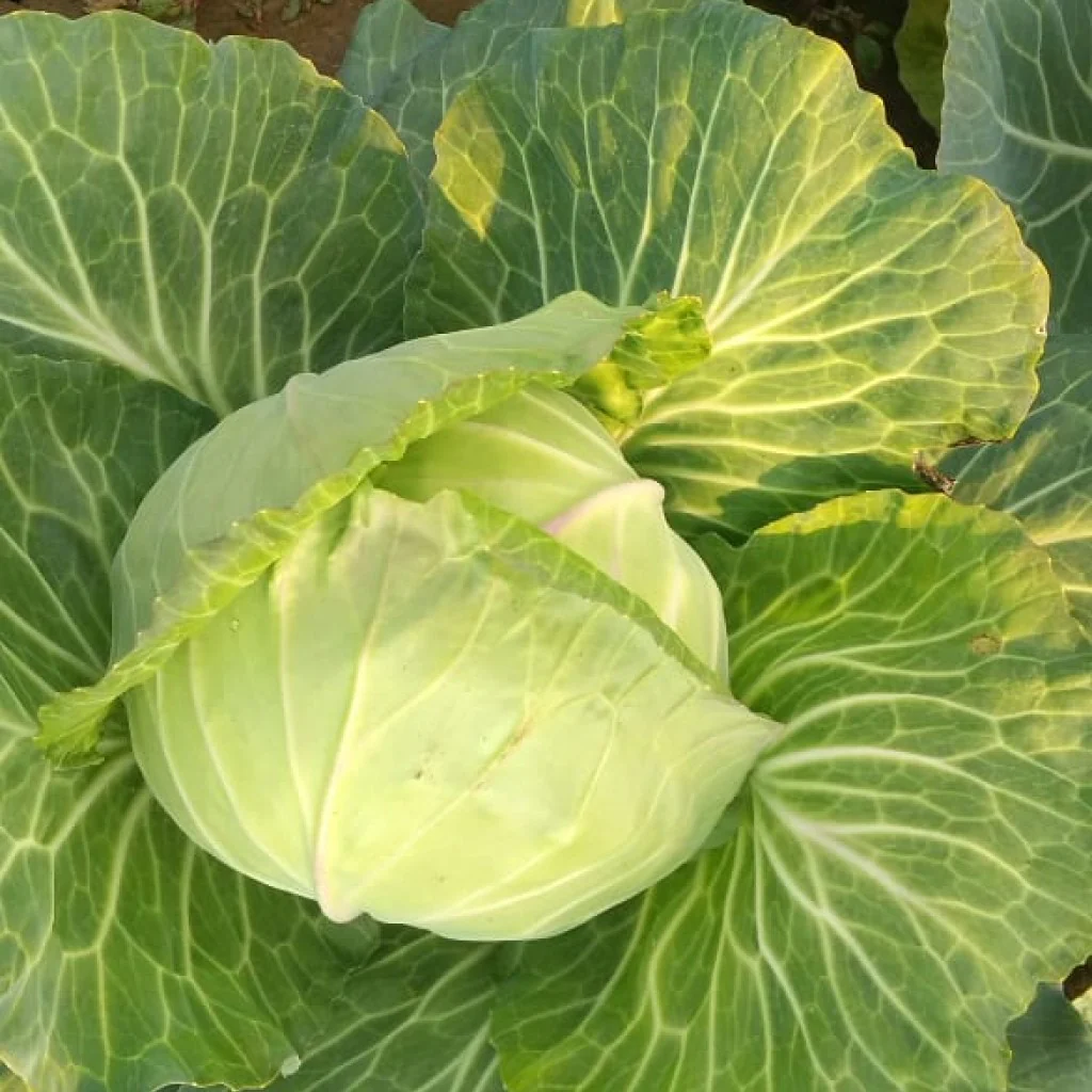 Cabbage Seeds Golden Acre - Image 2