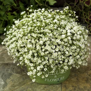 Gypsophila White - Flower Seeds