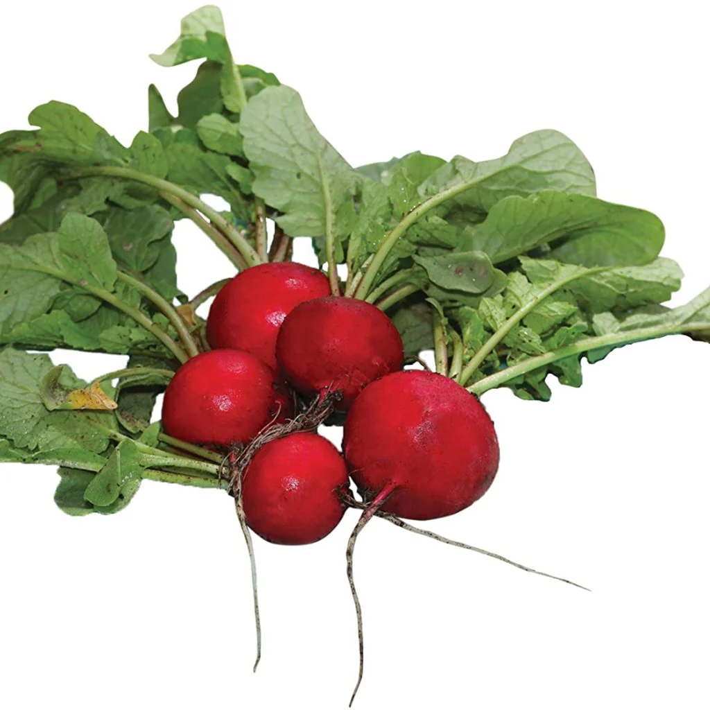 Radish Seeds Scarlet Globe - Image 3