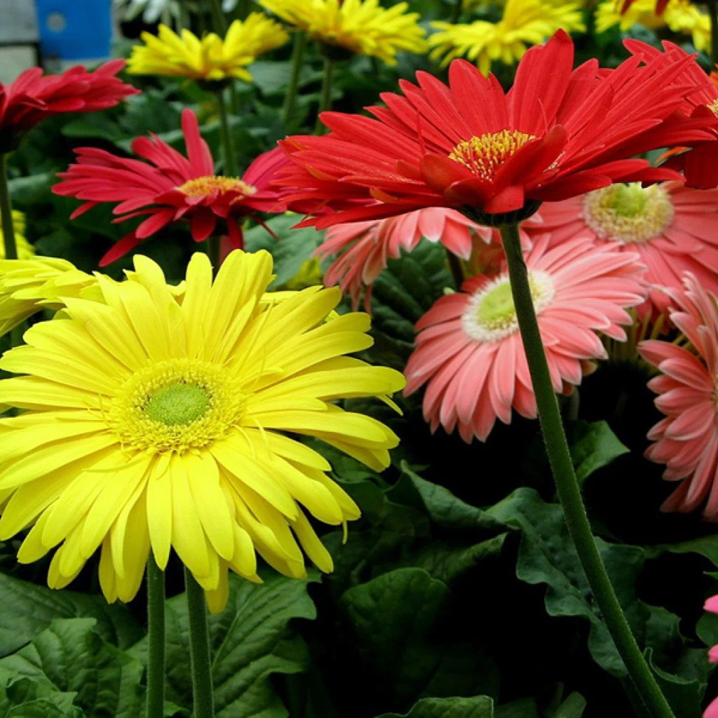Gerbera Single Flower Mixed (Hybrid) - Flower Seeds - Image 3