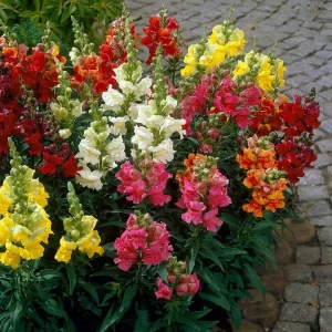 Antirrhinum Madam Butterfly (Hybrid) - Flower Seeds