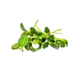 Fenugreek -Micro green Seeds