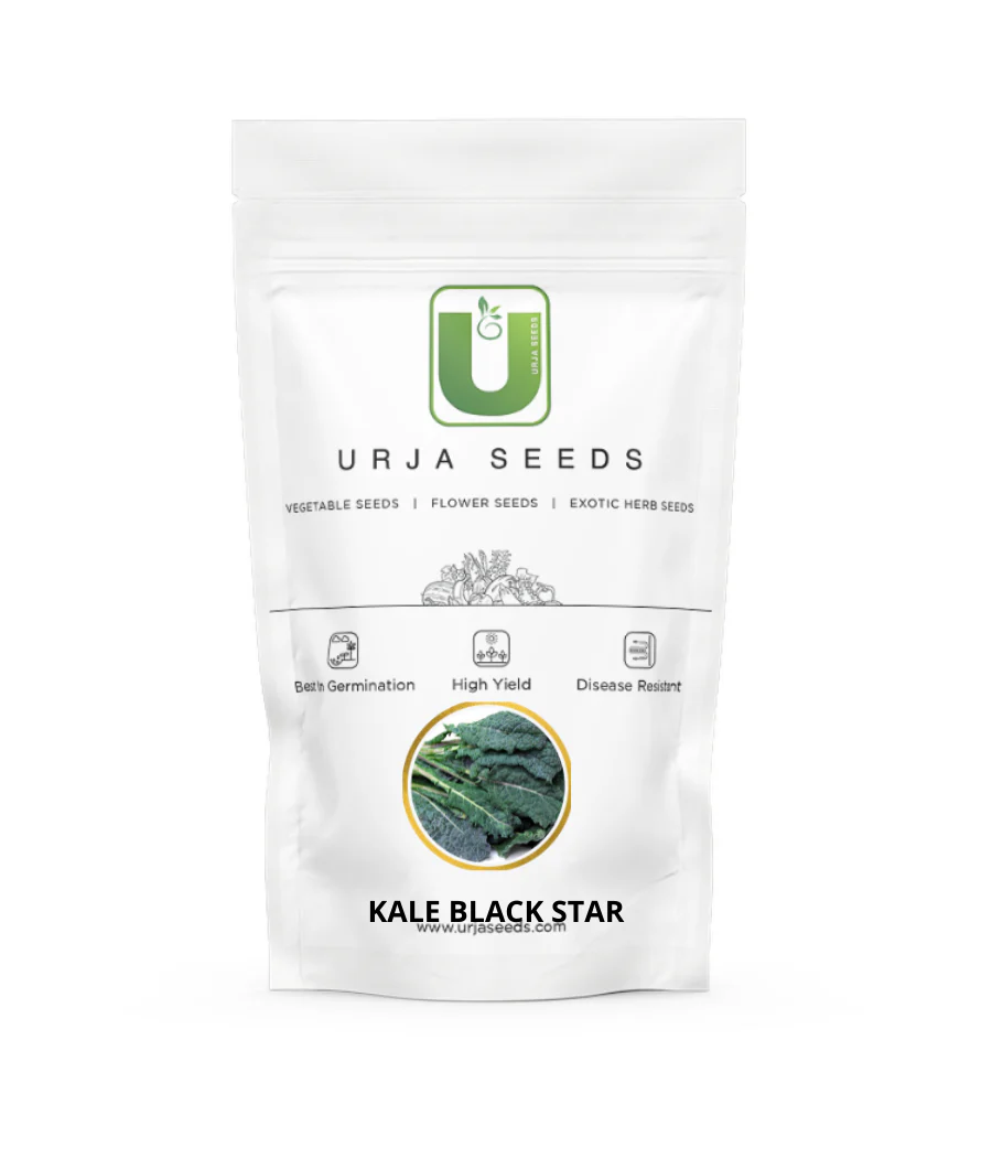 Komatsuna Seeds Kitchen Garden Packing - Image 3