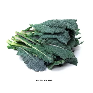 Kale Seeds Black Star KGP