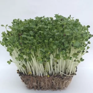 Komatsuna Micro green Seeds