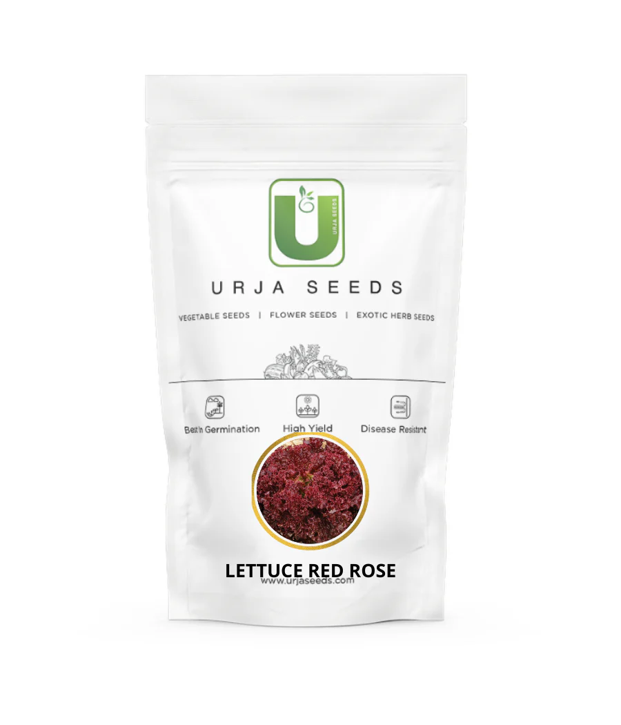 Lettuce Seeds Red Rose - Image 2