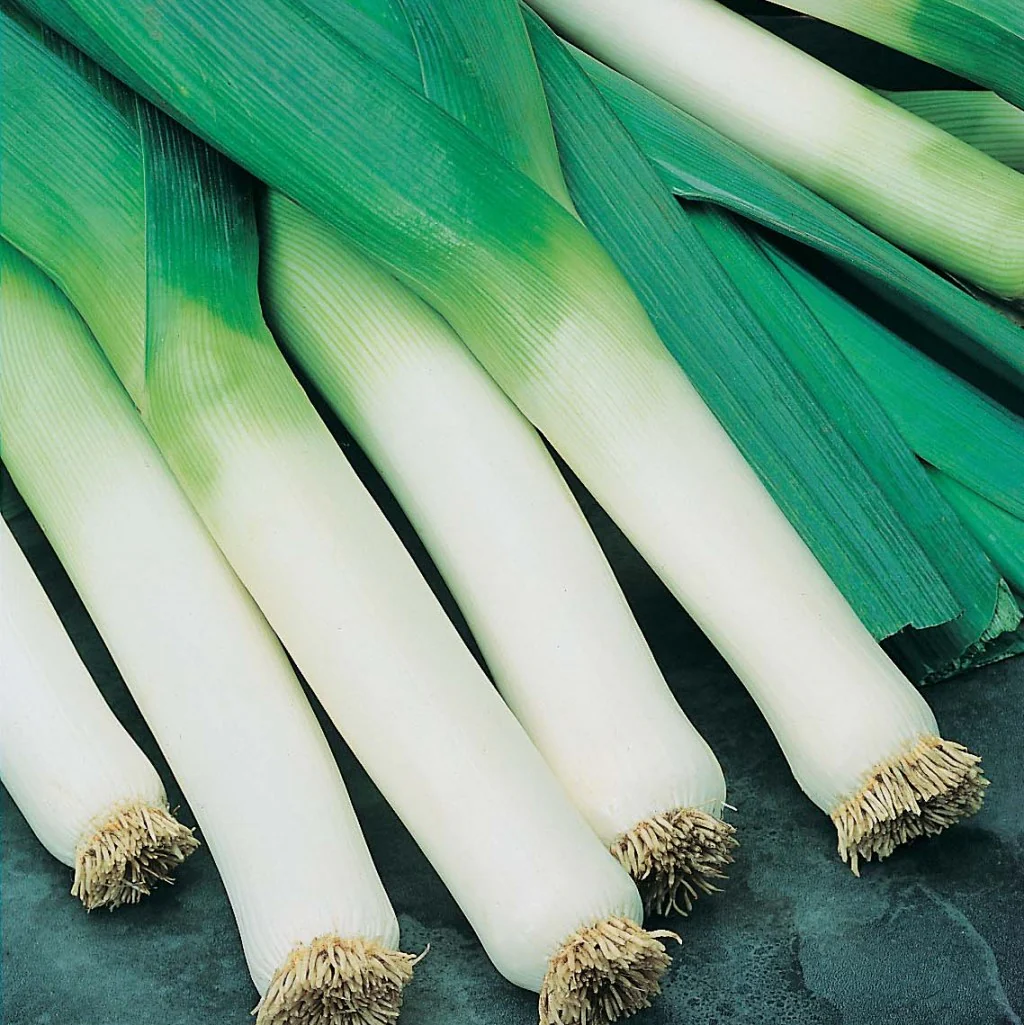 Leek Seeds Prizetaker - Image 3