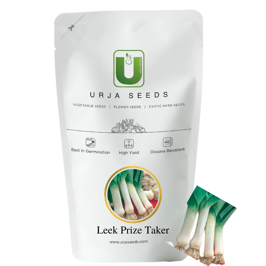 Leek Seeds Prizetaker - Image 2
