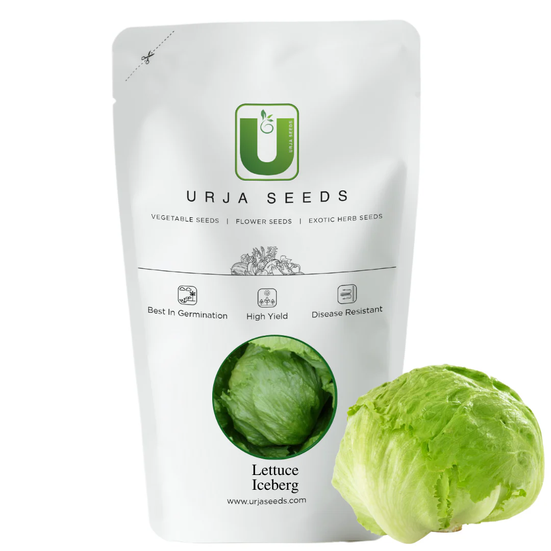 Lettuce Seeds Iceberg - Image 3