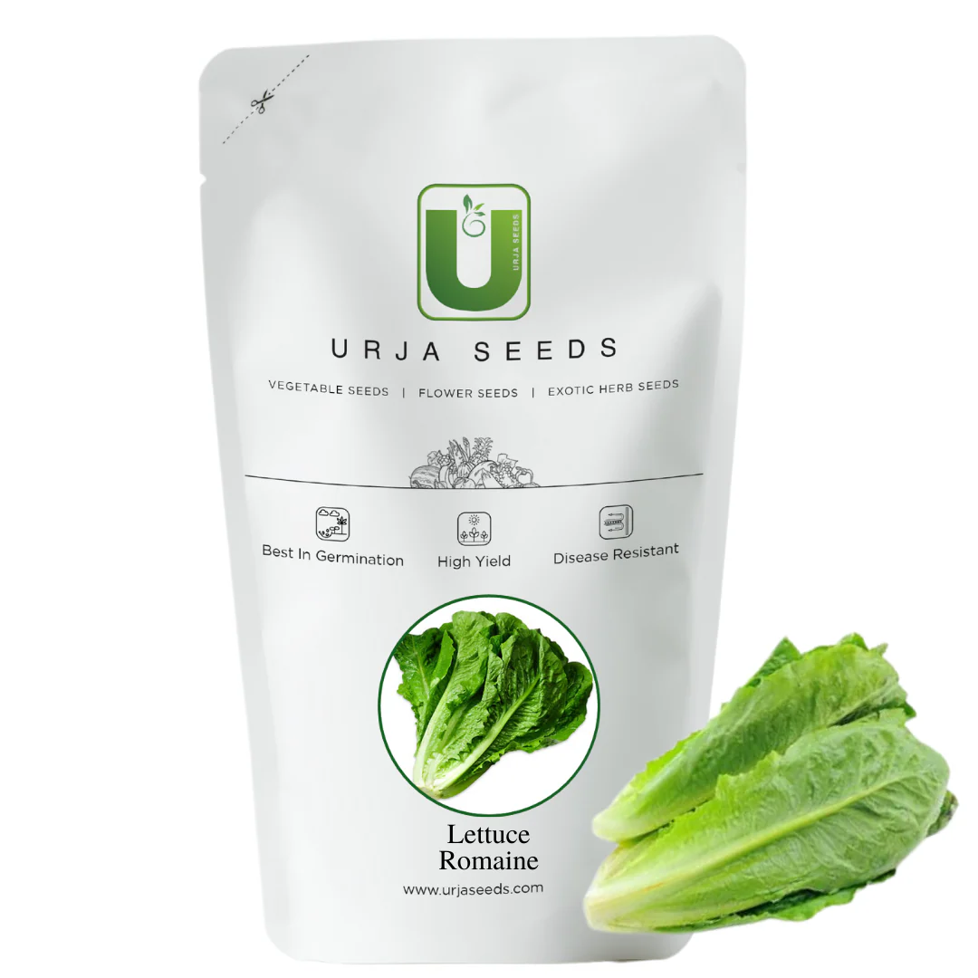 Lettuce Seeds Romaine - Image 2